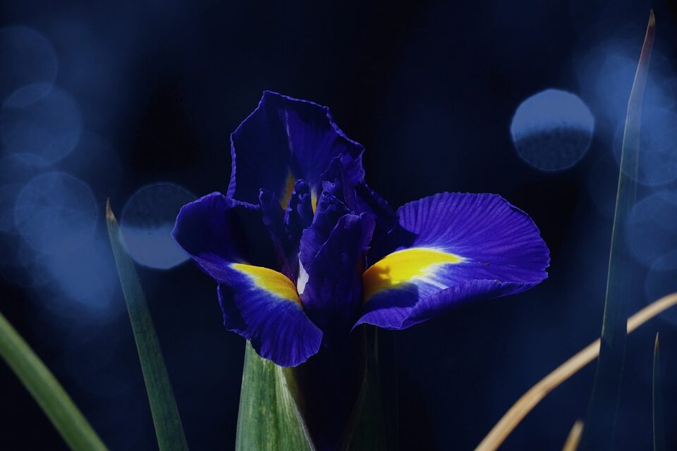 Fotogría de una flor iris violeta